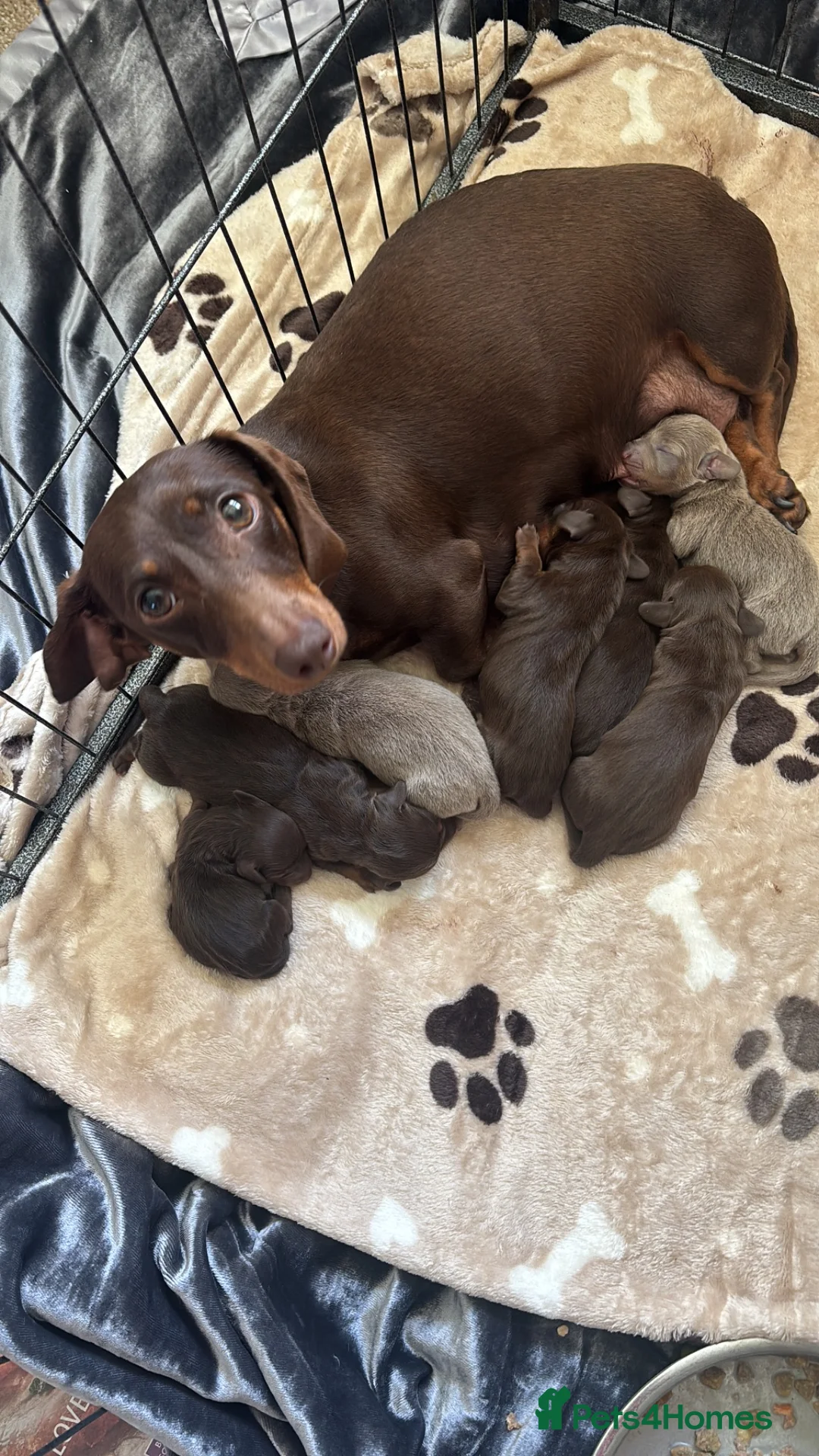 Miniature Dachshund dogs for sale: Miniature dachshund puppies  - Advert 2