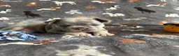 French Bulldog dogs for sale: French bulldog puppies.  in Glasgow - Advert 8