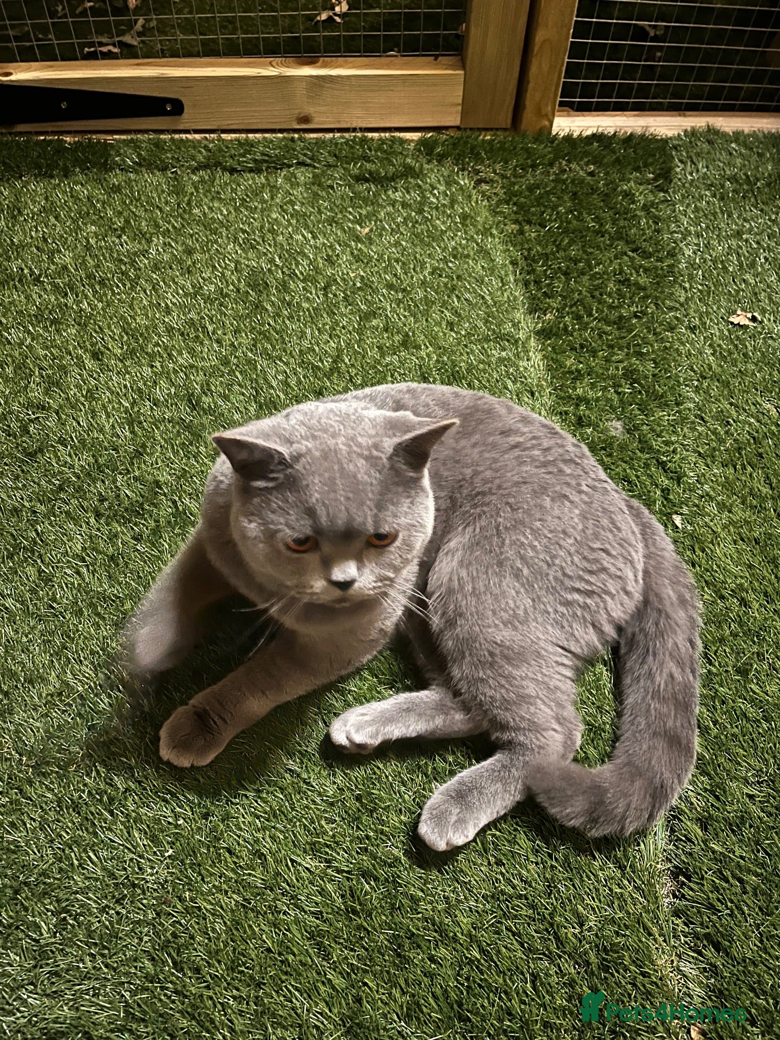 British Shorthair cats Champion British Blue Import for Stud  - Advert 2