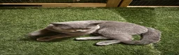 British Shorthair cats for stud: Champion British Blue Import for Stud  - Advert 2