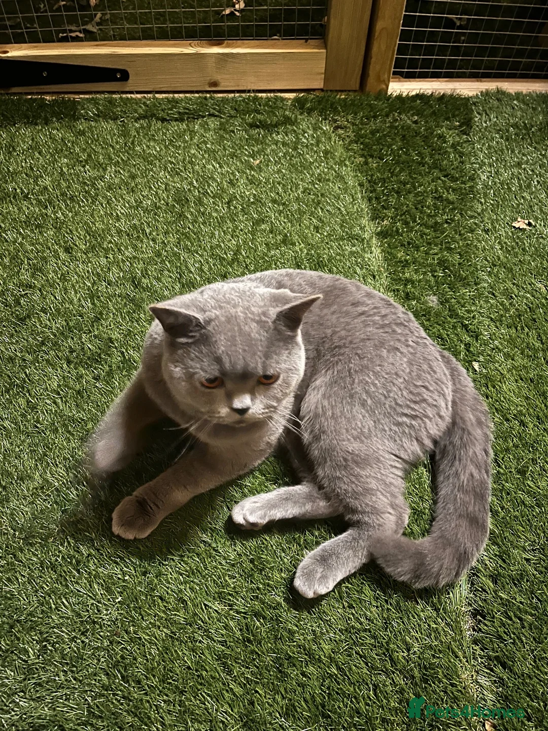 British Shorthair cats for stud: Champion British Blue Import for Stud  - Advert 2