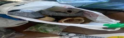 Frog reptiles for sale: 3 White’s Tree Frogs, 2 Vivs, Loads of Equipment🐸 - Advert 10