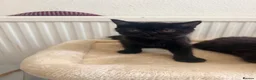 Mixed Breed cats for sale: Mixed breed - Advert 3