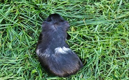 Guinea Pig rodents for sale: Guinea pigs  - Image 3