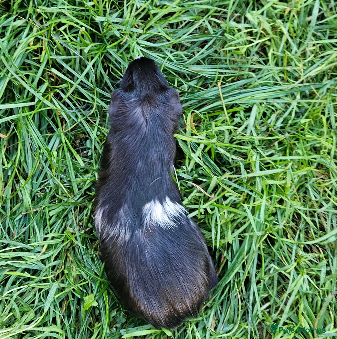 Guinea Pig rodents for sale: Guinea pigs  - Image 3