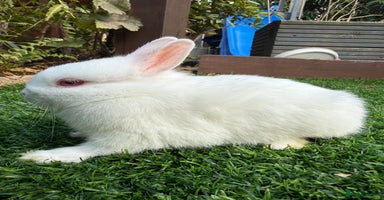 Netherland Dwarf rabbits - Advert 5