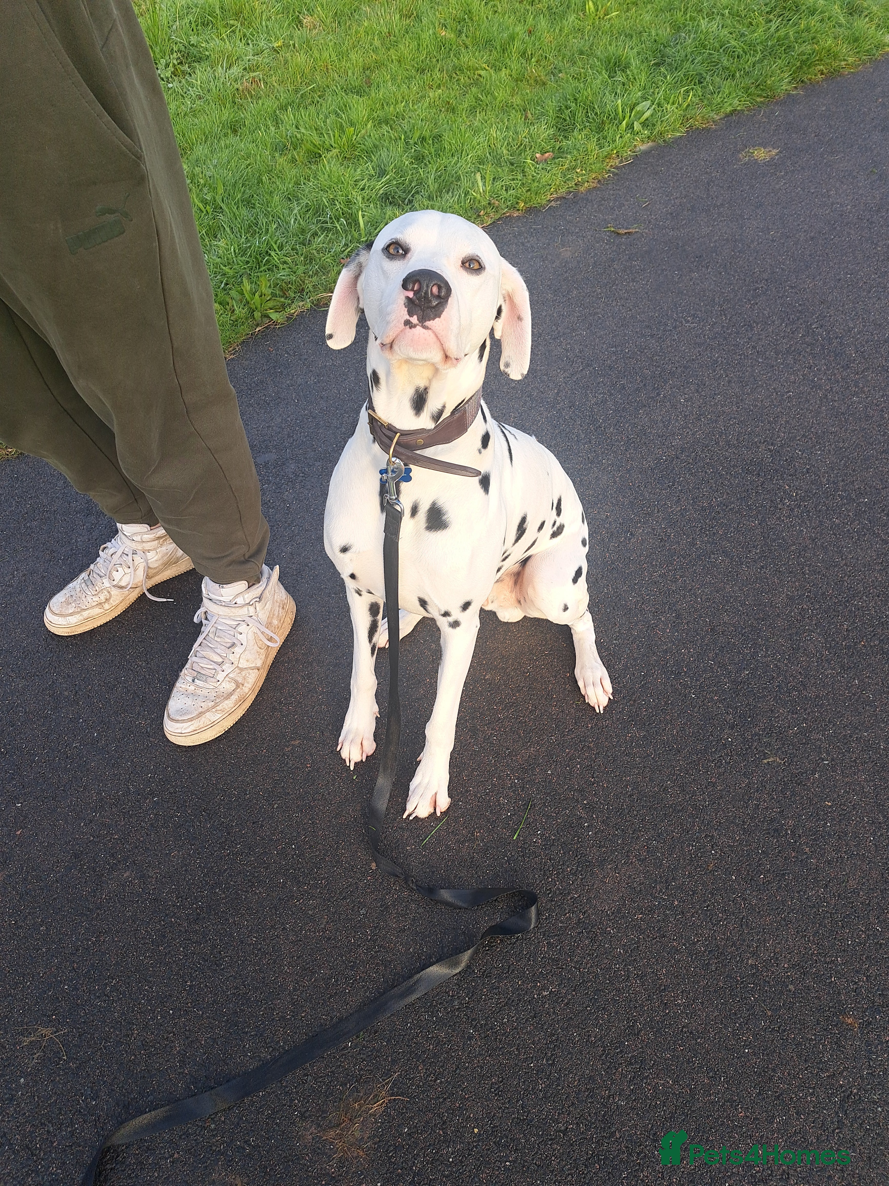 Dalmatian dogs Dalmation stud - Advert 1