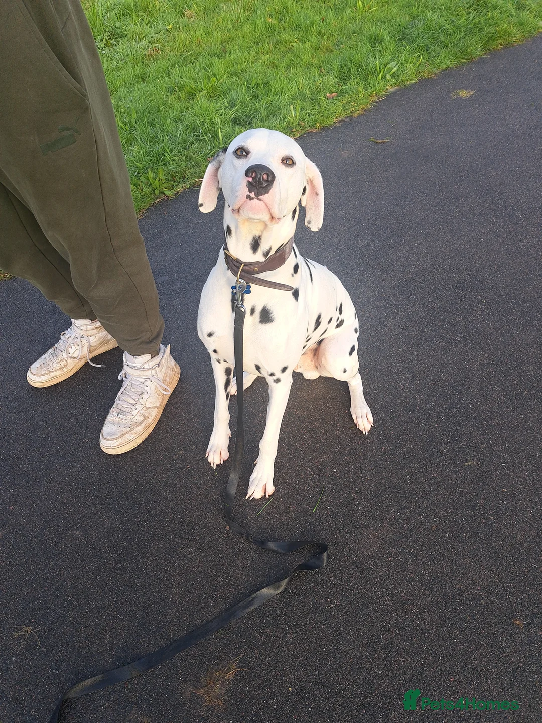 Dalmatian dogs for stud: Dalmation stud - Advert 1