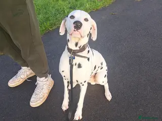 Dalmatian dogs Dalmation stud - Advert 1