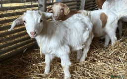 Goats livestock for sale: Saanen cross nanny kids - Advert 1