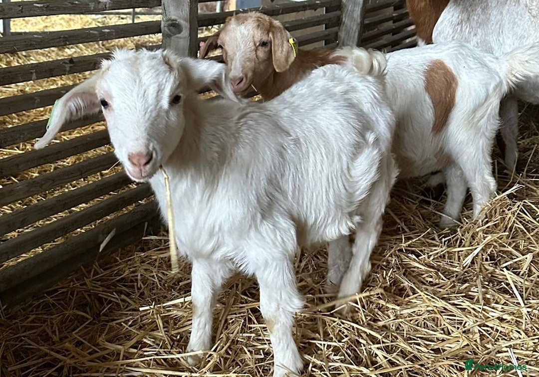 Goats livestock for sale: Saanen cross nanny kids - Advert 1