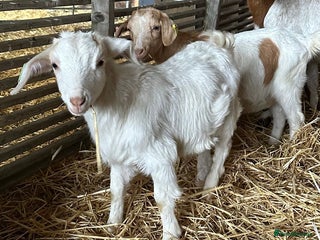 Goats livestock Saanen cross nanny kids - Advert 8