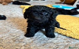 Cockapoo dogs for sale: Gorgeous F1B cockapoo  - Advert 14