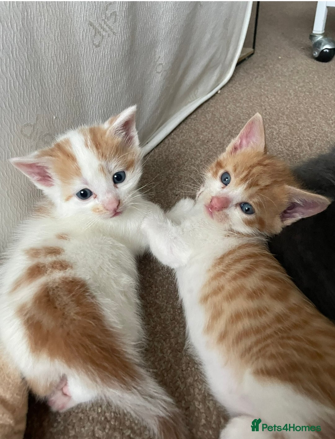 Mixed Breed cats for sale: 5 Beautiful & Friendly kittens for sale  - Advert 30