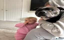 Staffordshire Bull Terrier dogs for sale: Reggie - 2 year old blue/brindle staffy  - Image 11