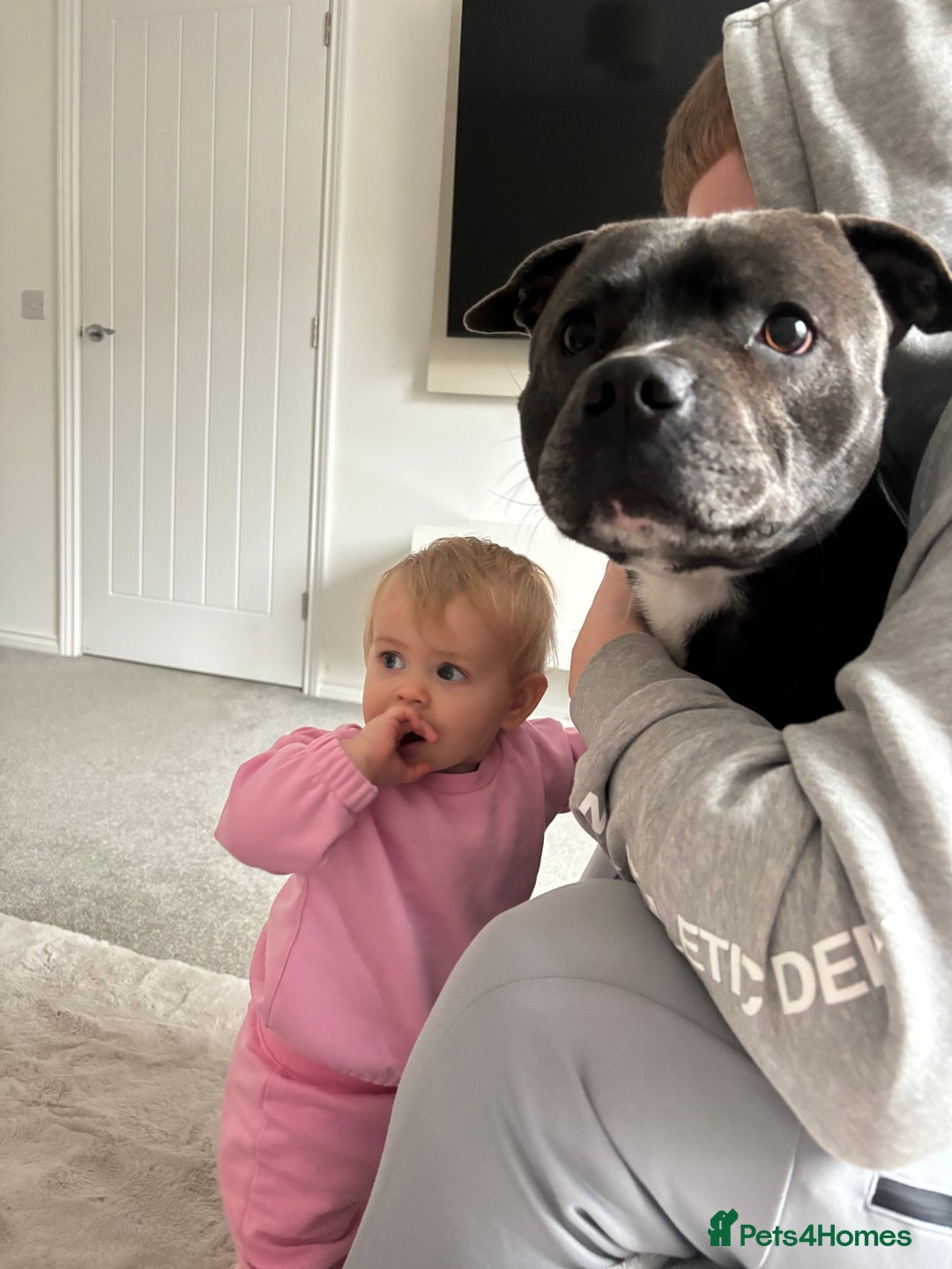 Staffordshire Bull Terrier dogs for sale: Reggie - 2 year old blue/brindle staffy  - Image 11