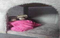 Ferret rodents for sale: 2 female ferrets  - Image 3