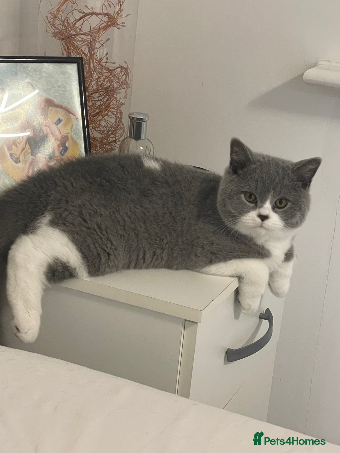 British Shorthair cats for sale: GCCF Kittens Ready to Join Their New Families  - Advert 2