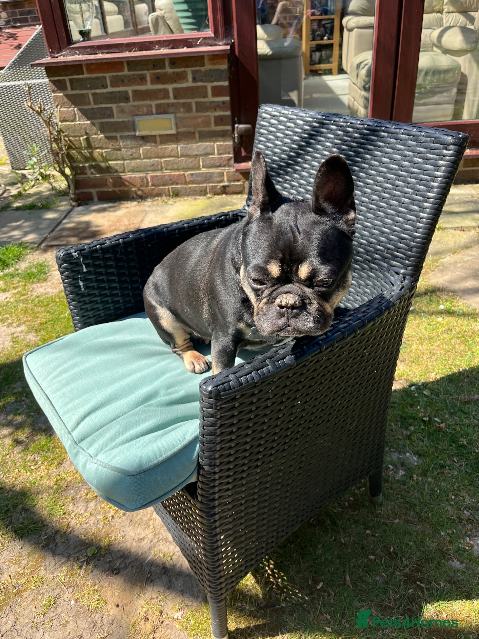 French Bulldog dogs for sale: Dog for adoption  - Advert 2