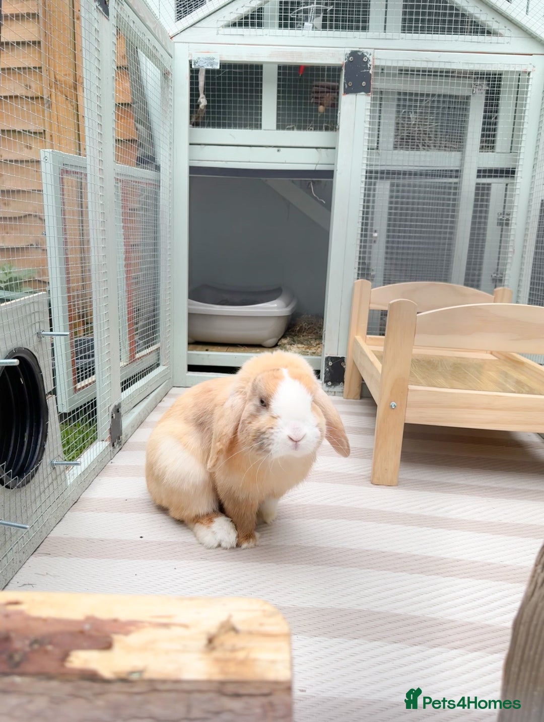 Mini Lop rabbits for sale: Mini Lop Buck  - Advert 3