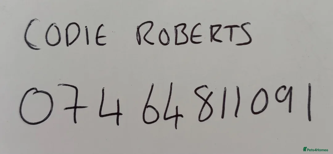 Budgerigars birds for sale: Budgerigars in Whitchurch - Advert 7