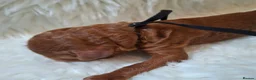 Standard Poodle dogs for sale: Exquisite St Poodle Puppies From Fully Health Test - Advert 5