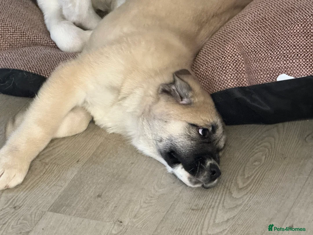 Mixed Breed dogs for sale: Alibi x Caucasian Shepherd pups - Advert 5