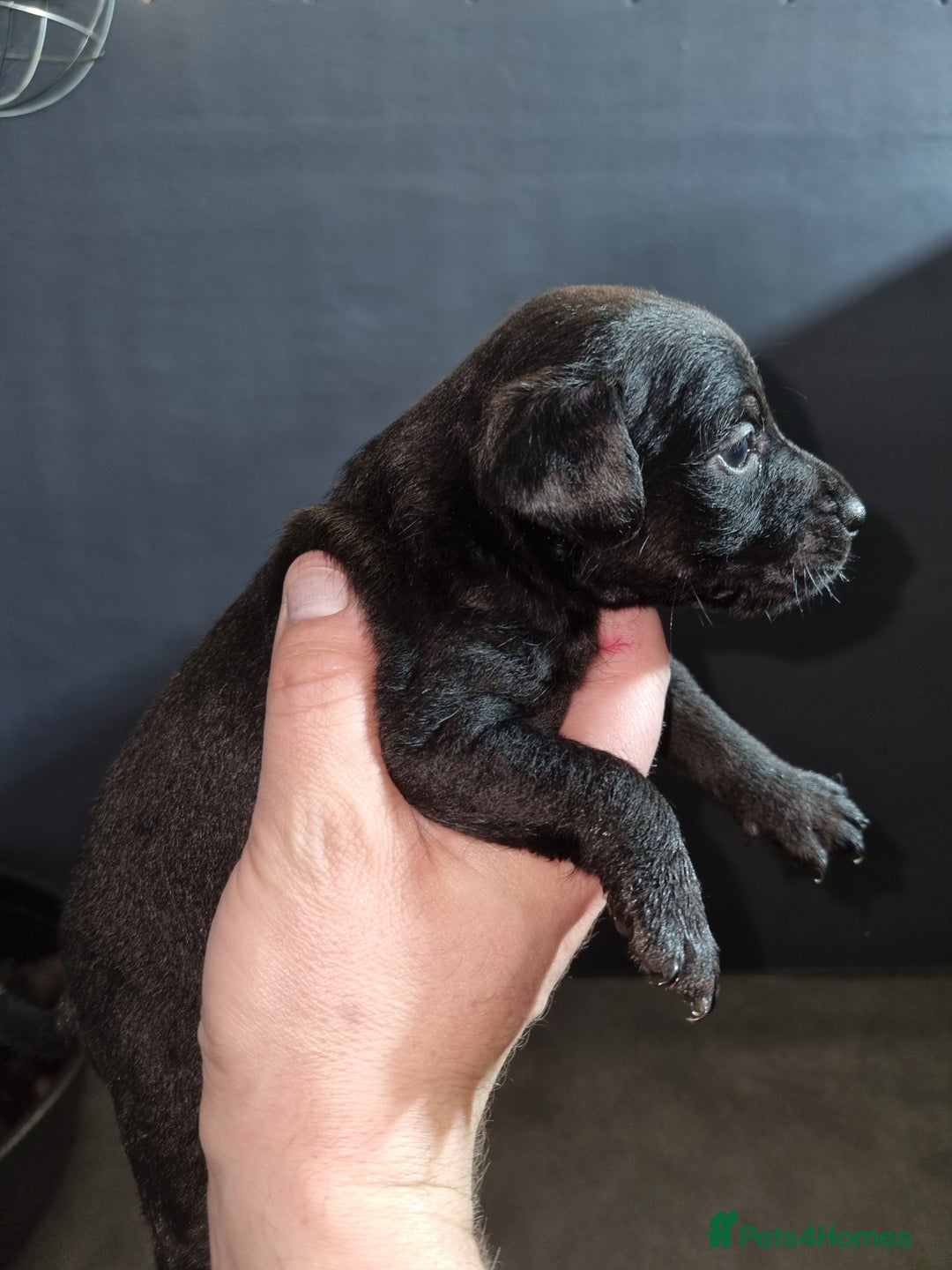 Patterdale Terrier dogs for sale: PATTERDALE PUPS FOR SALE (Nutall lines) - Image 19