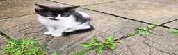 Mixed Breed cats for sale: 2 male Kittens in Birmingham - Advert 1