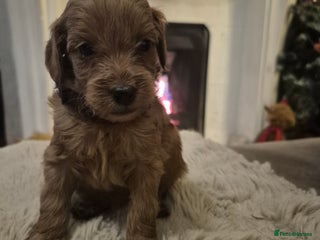 Cavapoo dogs 🧡 HEALTH TESTED F1B CAVAPOO PUPPIES🧡 - Advert 1