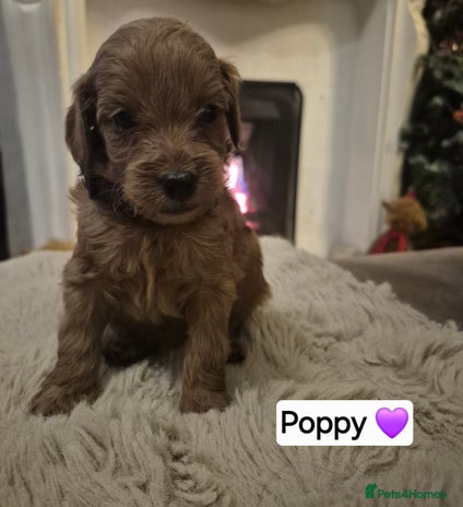 Cavapoo dogs 🧡 HEALTH TESTED F1B CAVAPOO PUPPIES🧡 - Advert 2