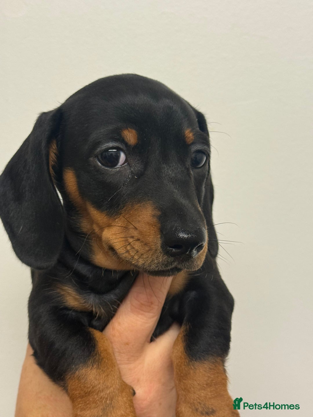 Miniature Dachshund dogs for sale: Miniature dachshund  - Image 2