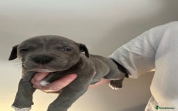 Mixed Breed dogs for sale: Olde English bulldog/ American bulldog - Image 14