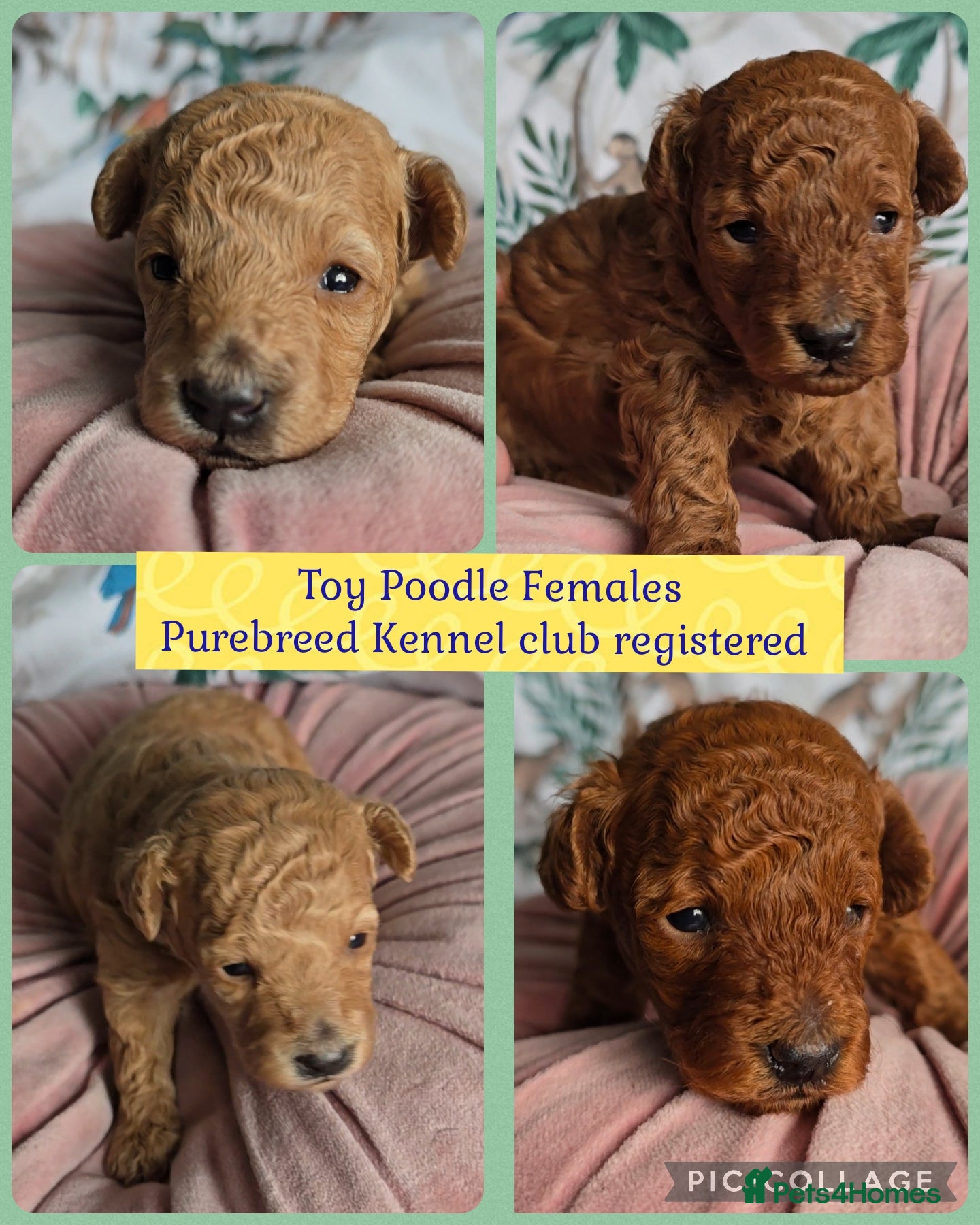 Toy Poodle dogs Exquisite purebreed toy poodle female  - Advert 15