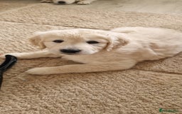 Golden Retriever dogs for sale: Stunning golden retriever babies - Image 29
