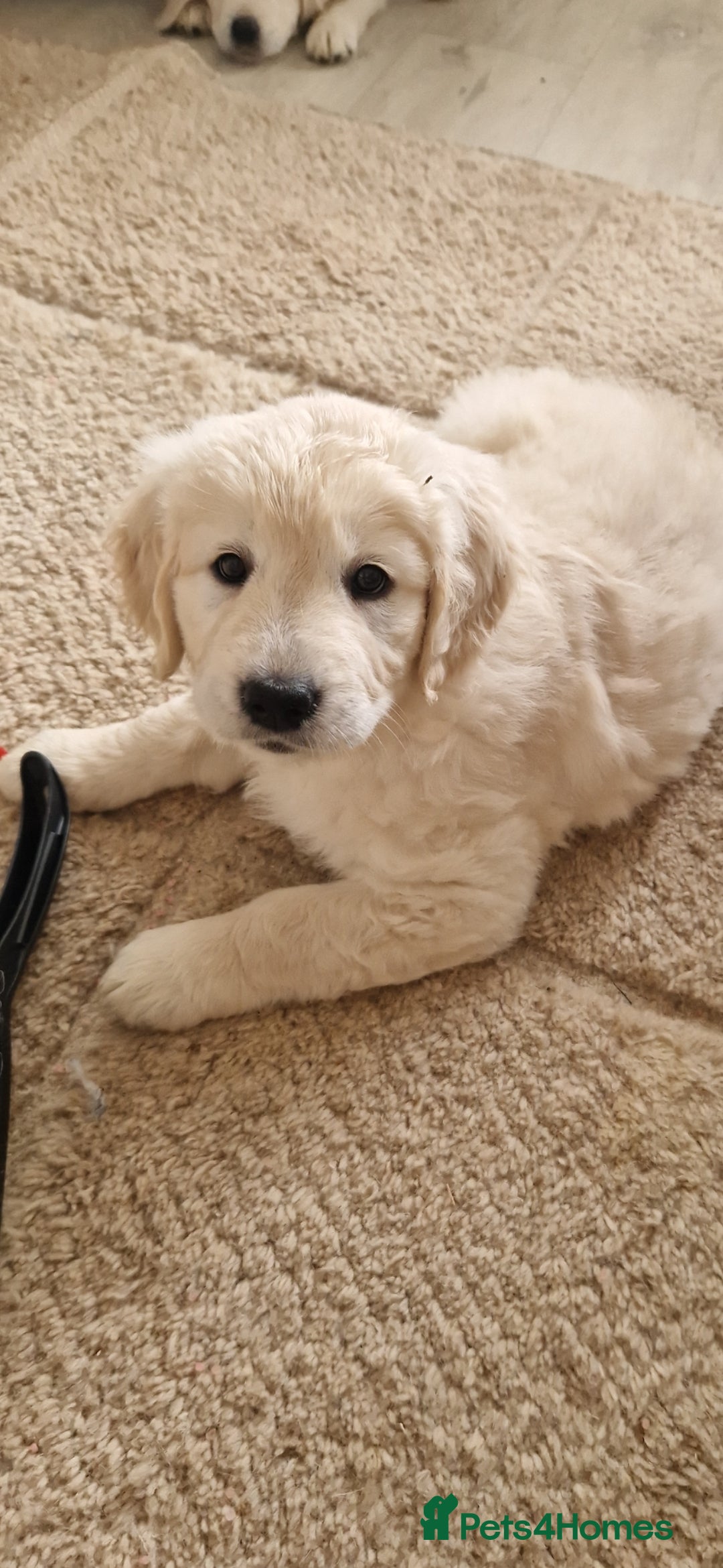 Golden Retriever dogs for sale: Stunning golden retriever babies - Image 29