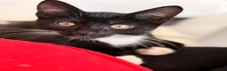 Mixed Breed cats for sale:  **   in Birkenhead - Advert 7