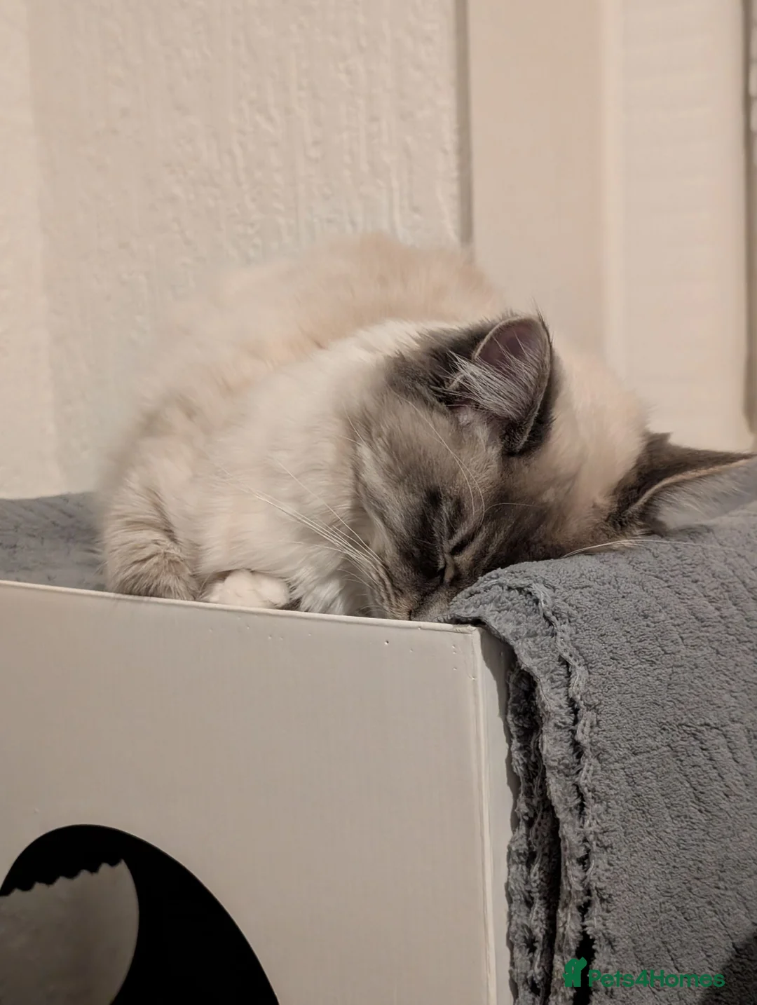 Ragdoll cats for sale: Indoor Ragdoll Cat  - Advert 3