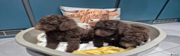 Standard Poodle dogs for sale: Fully vaccinated Standard Poodles two Males left - Advert 4