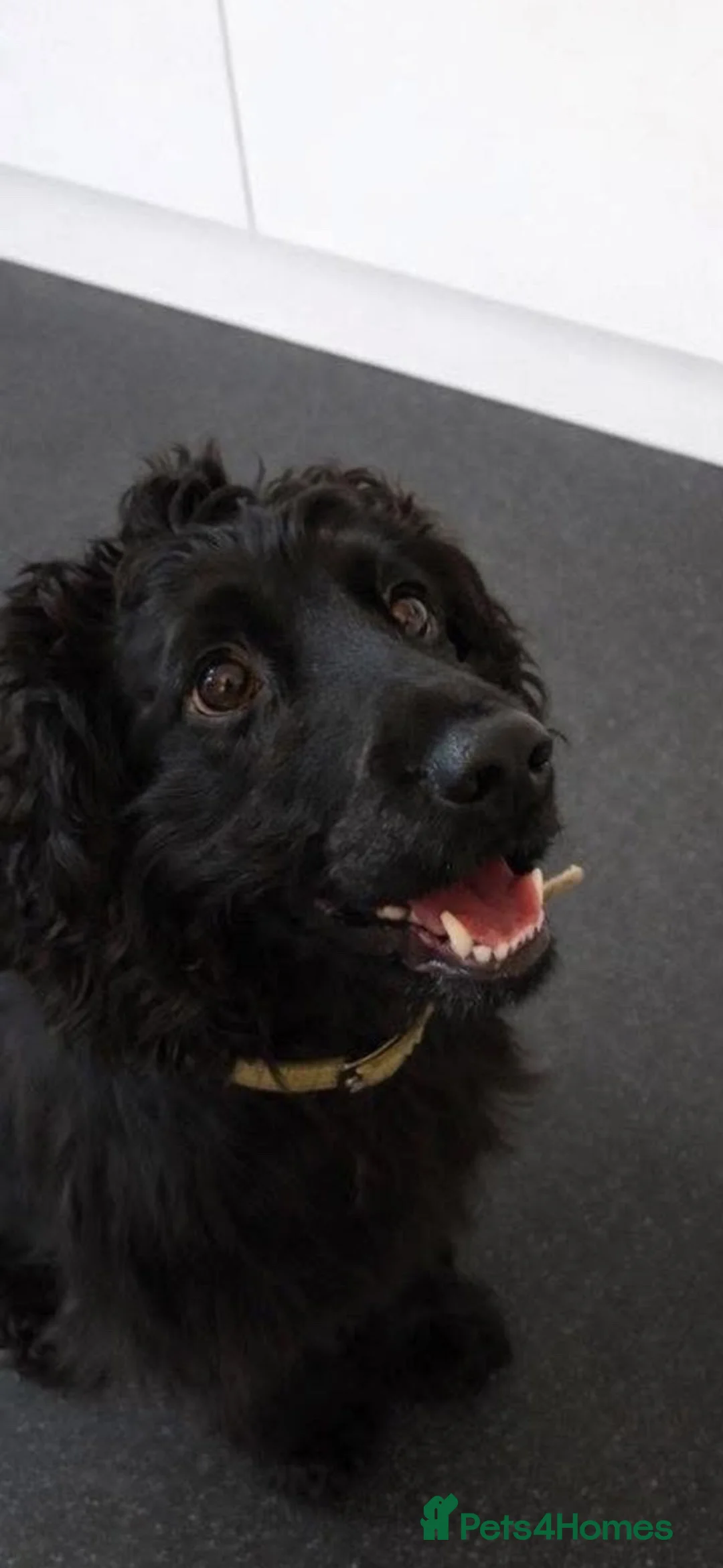 Cocker Spaniel dogs for sale: Cocker spaniel  - Advert 6