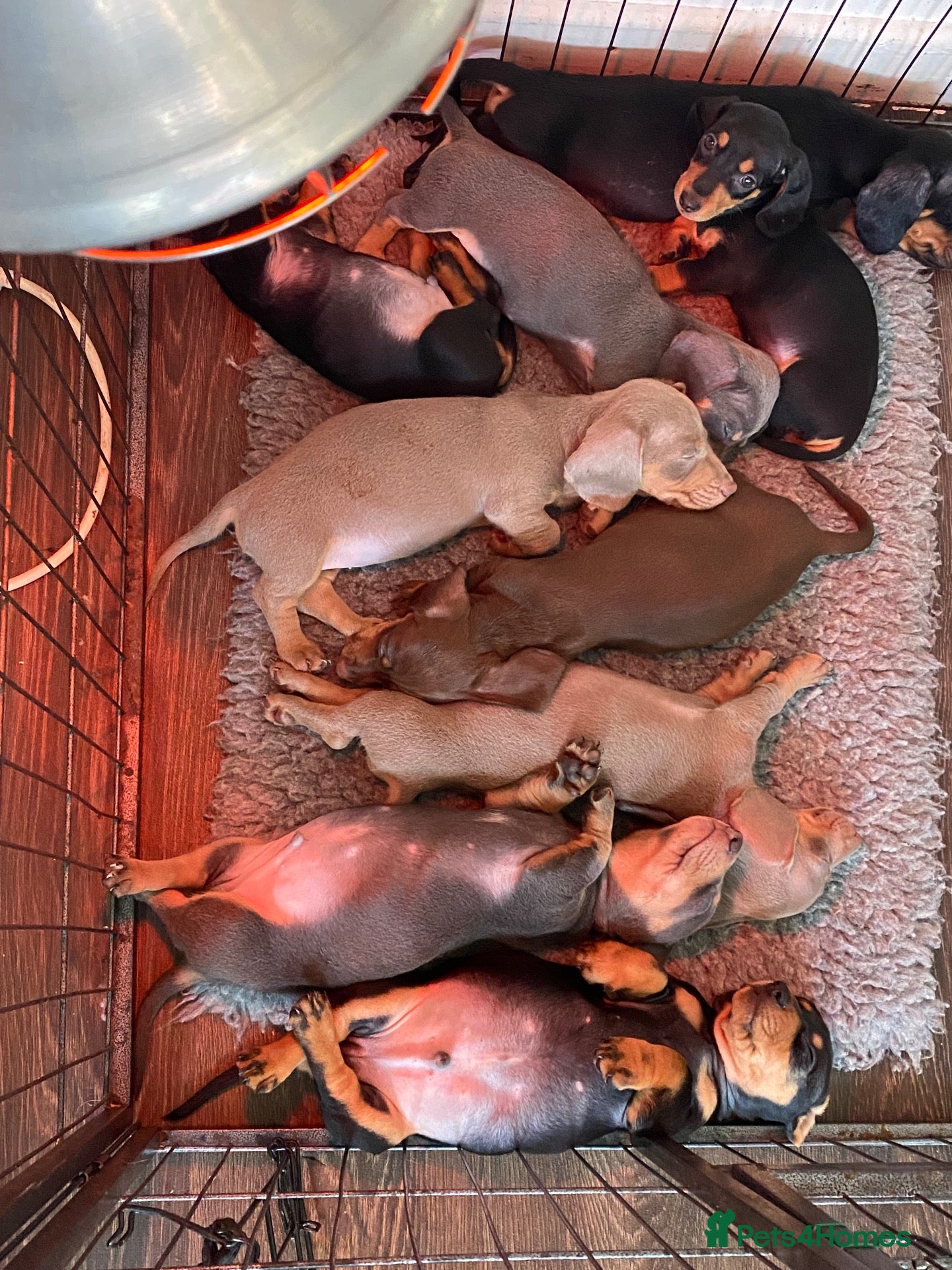 Dachshund dogs 9 Miniature Dachshunds – Ready 19th October! - Advert 3