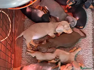 Dachshund dogs 9 Miniature Dachshunds – Ready 19th October! - Advert 3