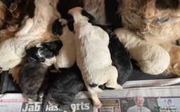 Cockapoo dogs for stud: Silver Phantom Parti Cockapoo for Stud - Advert 15