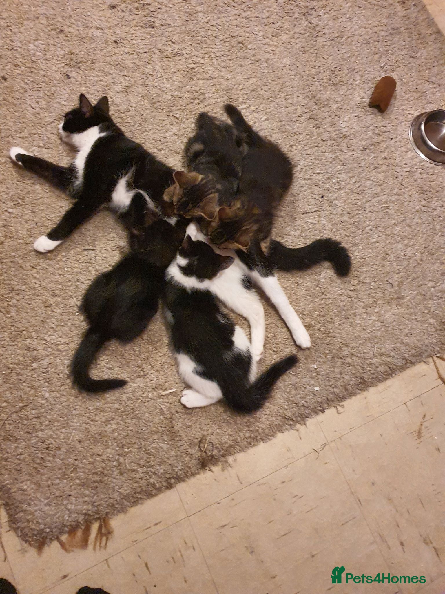Mixed Breed cats 2 female, 1 male kitten - Advert 1