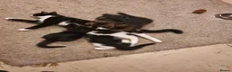 Mixed Breed cats for sale: 2 female, 1 male kitten - Advert 1