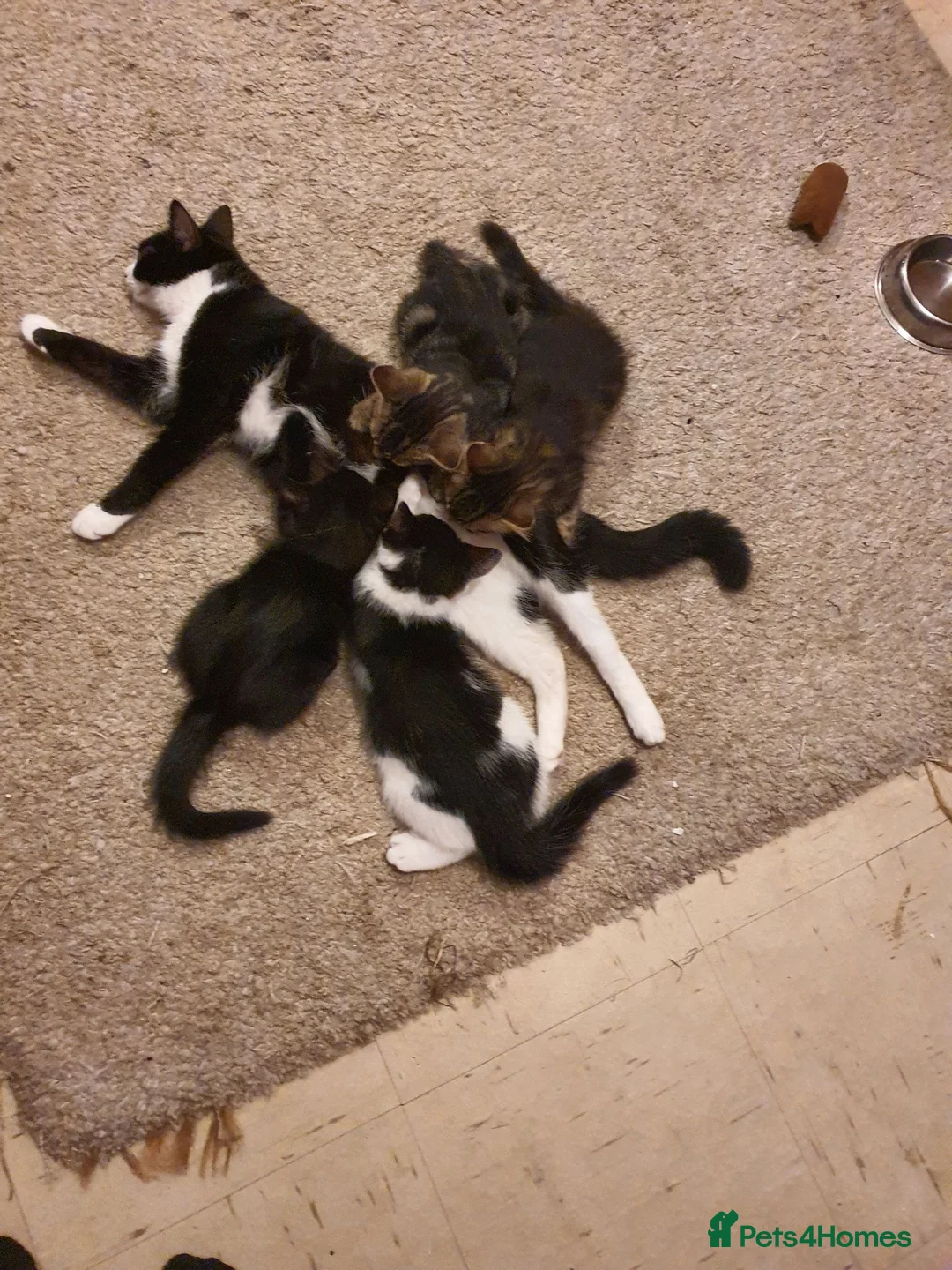 Mixed Breed cats for sale: 2 female, 1 male kitten - Advert 1
