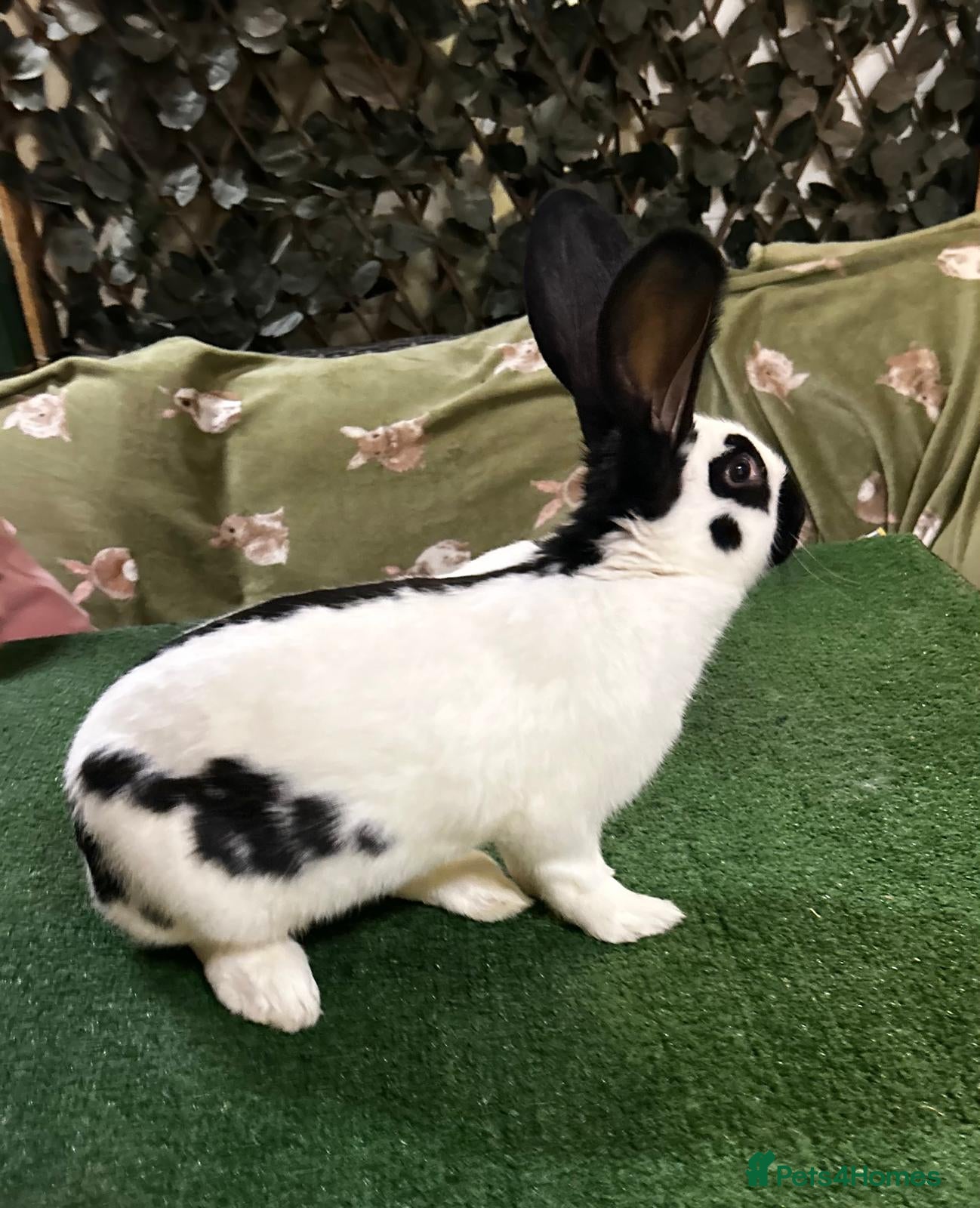 Continental Giant rabbits Giant Papillon Baby - Advert 3