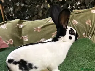 Continental Giant rabbits Giant Papillon Baby - Advert 3