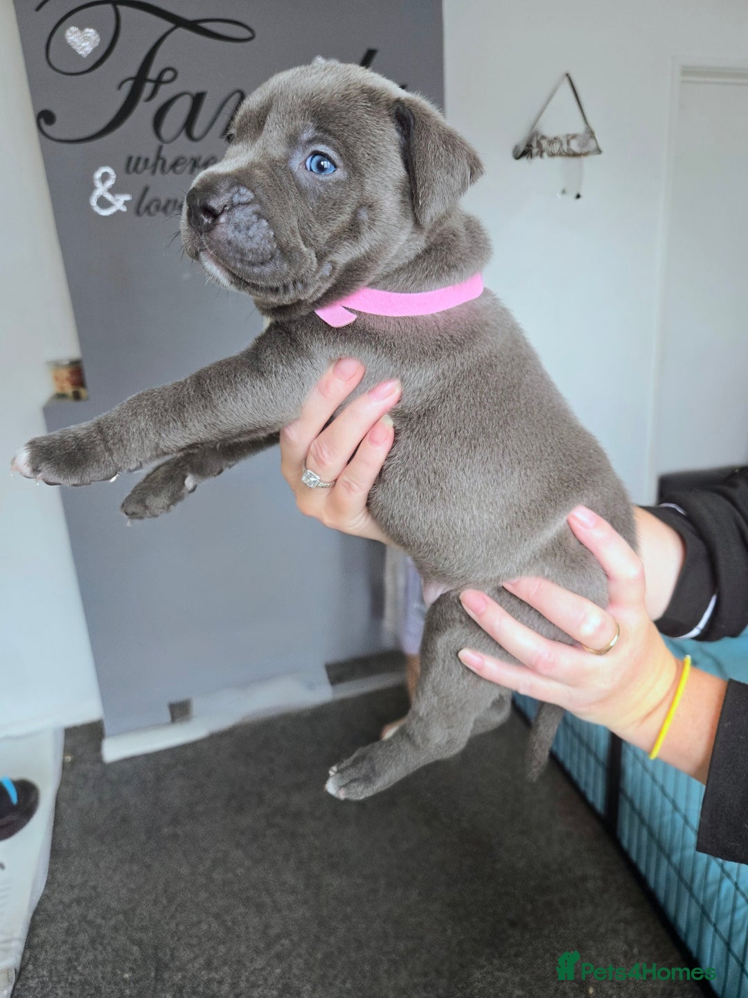 Mixed Breed dogs for sale: Staffy cross pups for sale  - Image 9