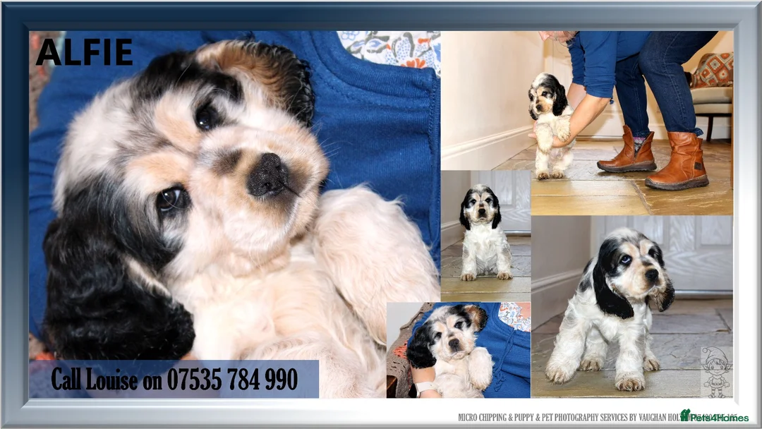 Cocker Spaniel dogs for sale: KC registered Cocker Spaniel.  - Advert 12